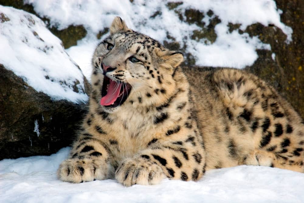 snow leopard