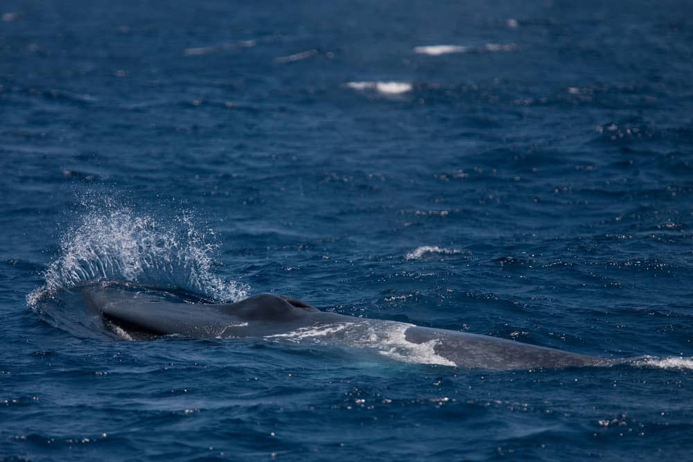 Blue whale in Sri Lanka