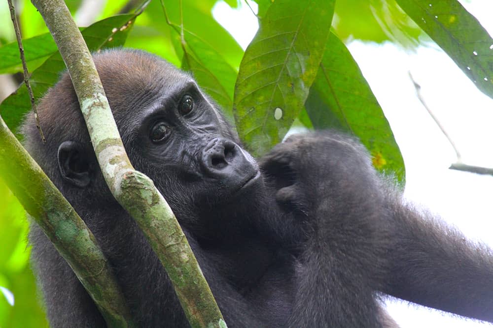 Gorilla in the Congo