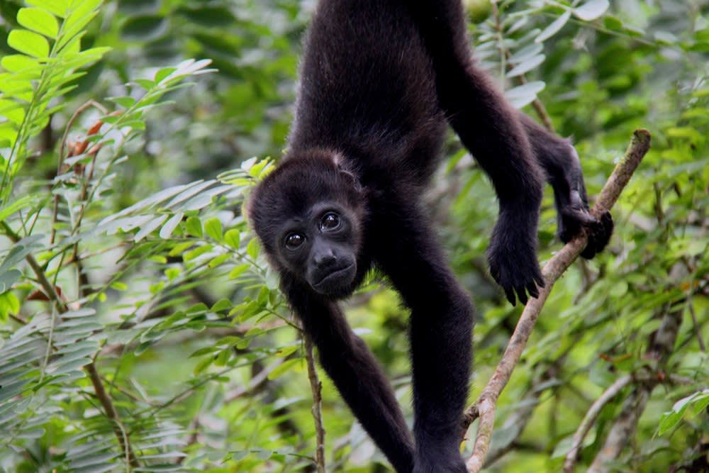 Howler monkey