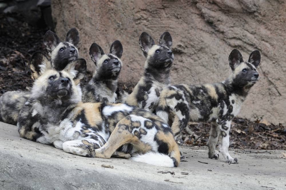 Wild dogs in Selous