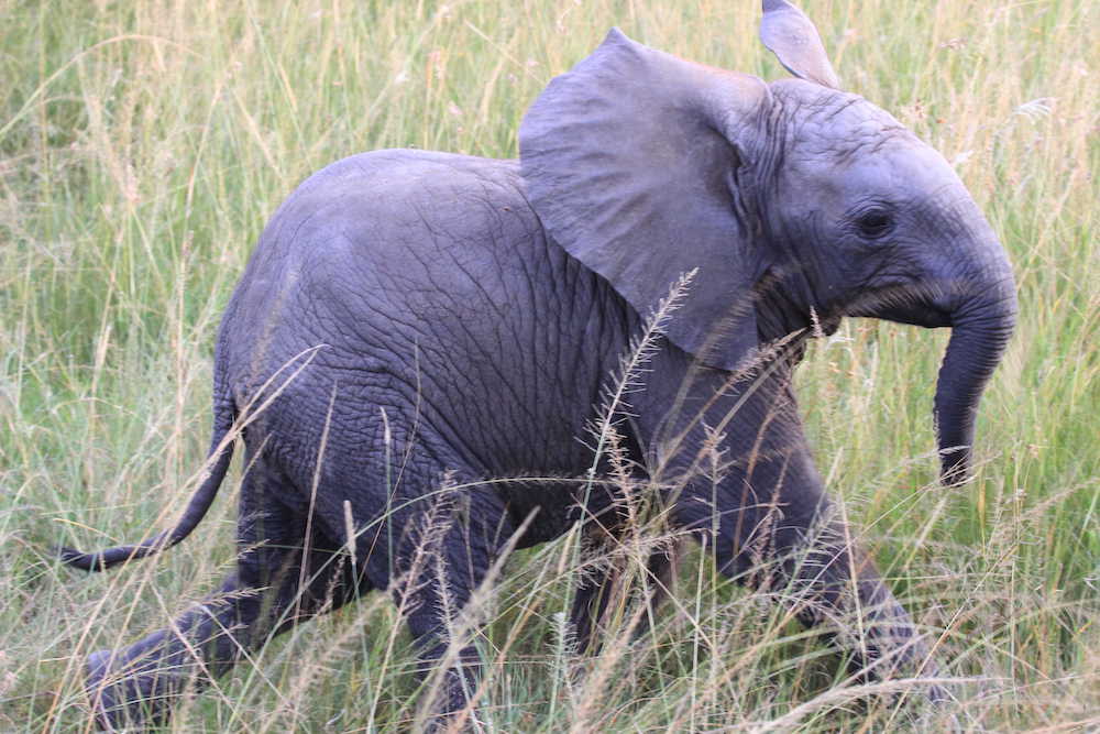 charging elephant