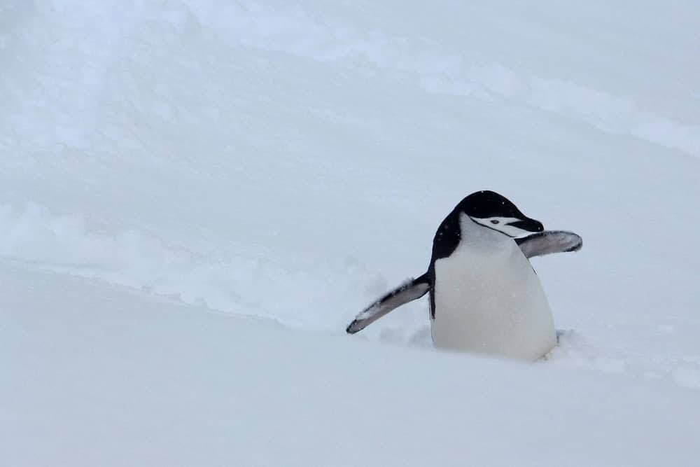 chinstrap penguin