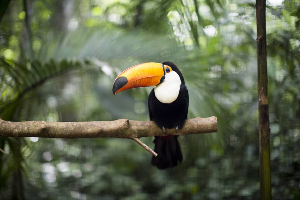 toucan