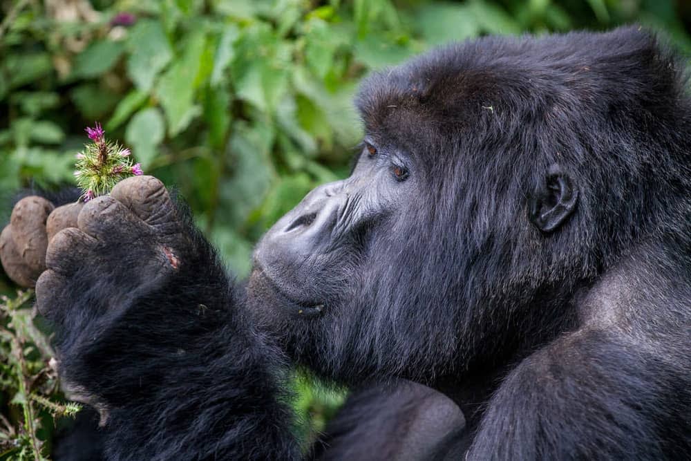 gorilla picking flowers