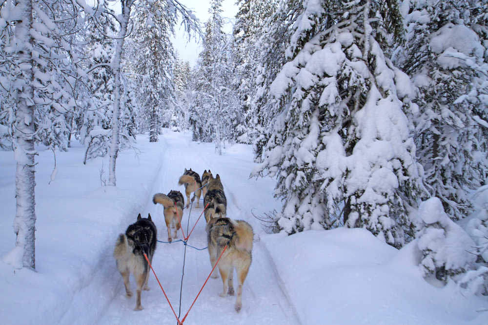 Husky sledding in Finland