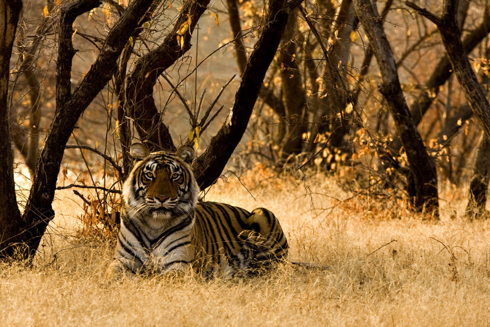 Bandhavgarh National Park tiger