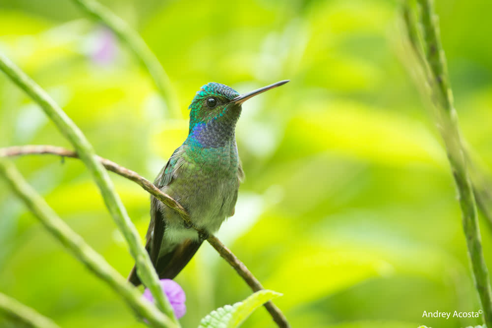 The Lodge That Saved A Rainforest