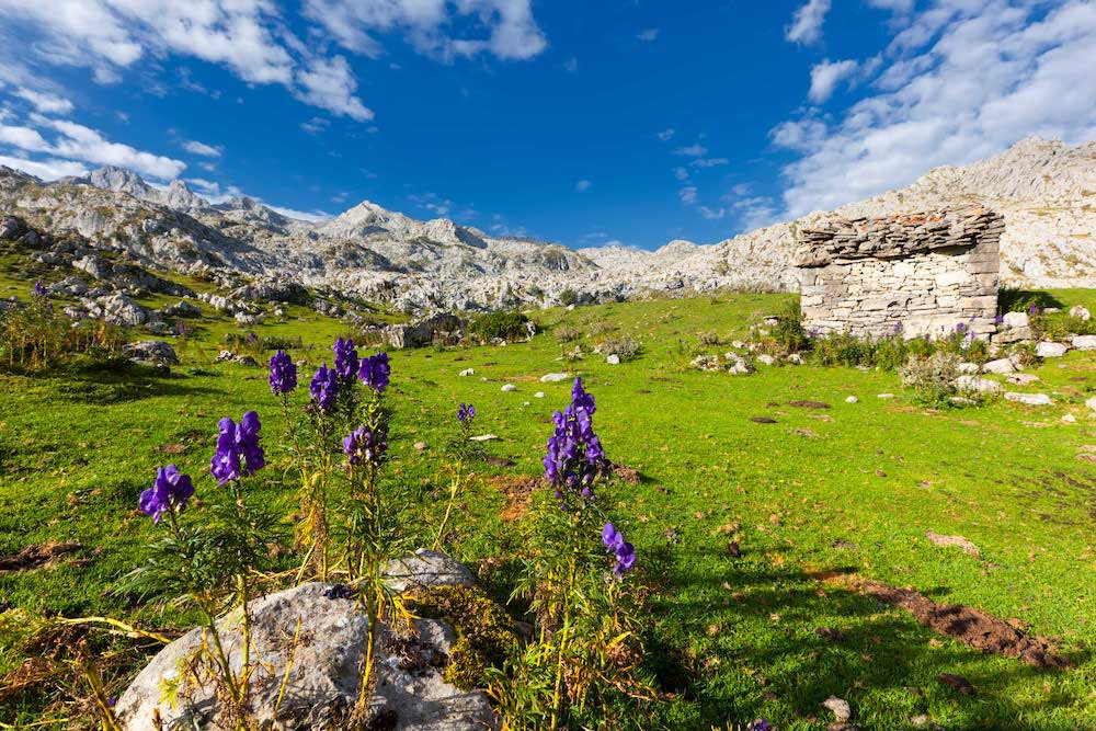 Alpine flowers of Picos de Europa