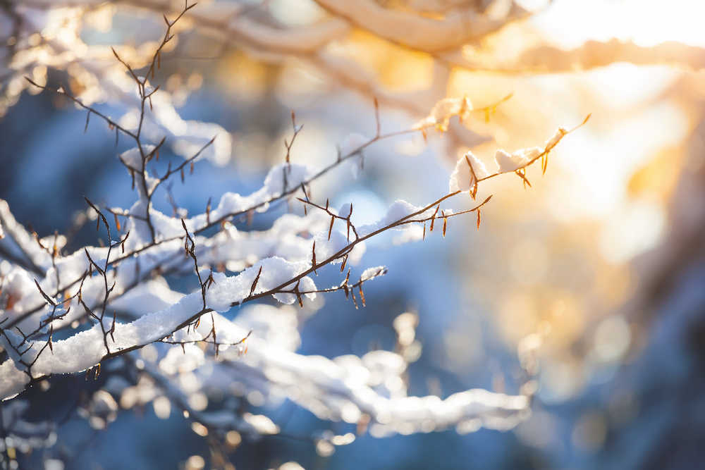 Snow-dusted trees