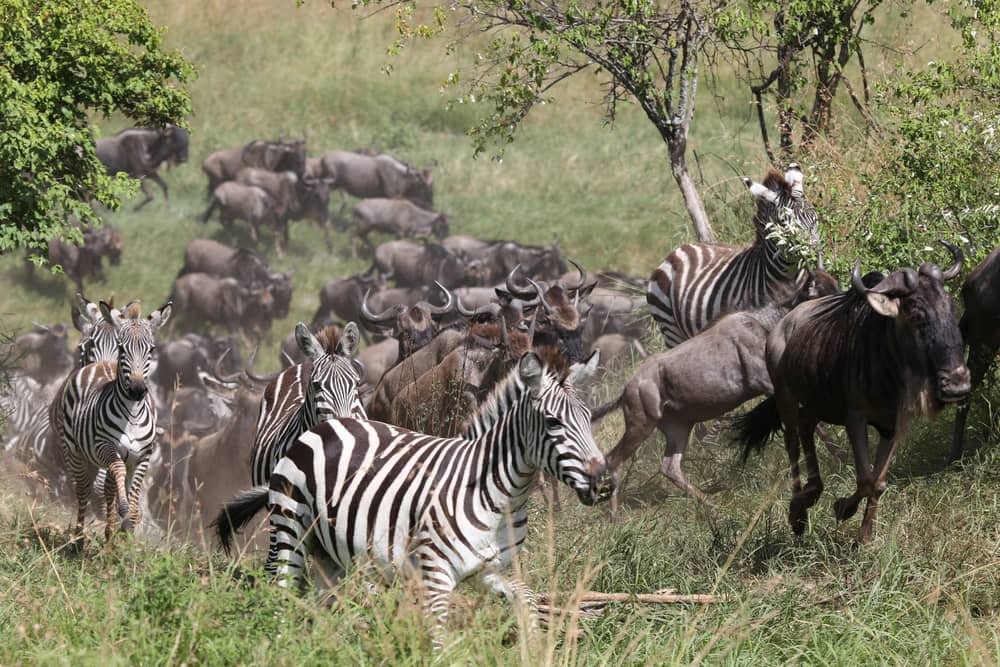 great migration zebra and wildebeest