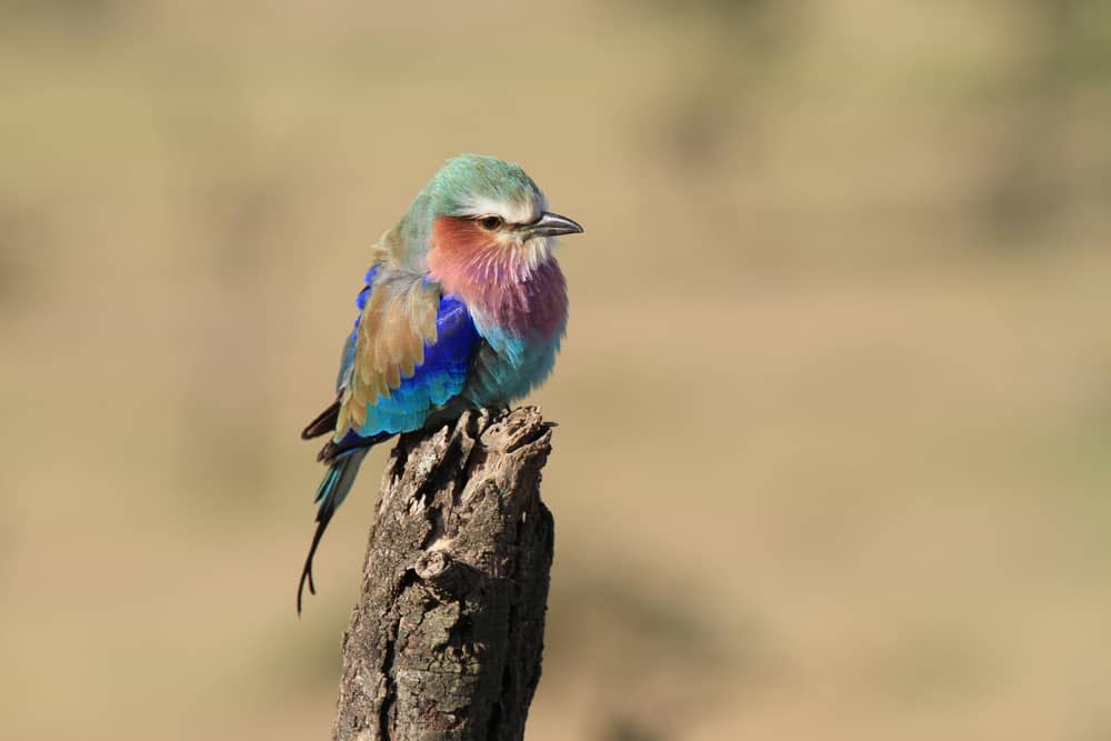 Lilac-breasted roller in the Masai Mara (image by Andrew Appleyard)