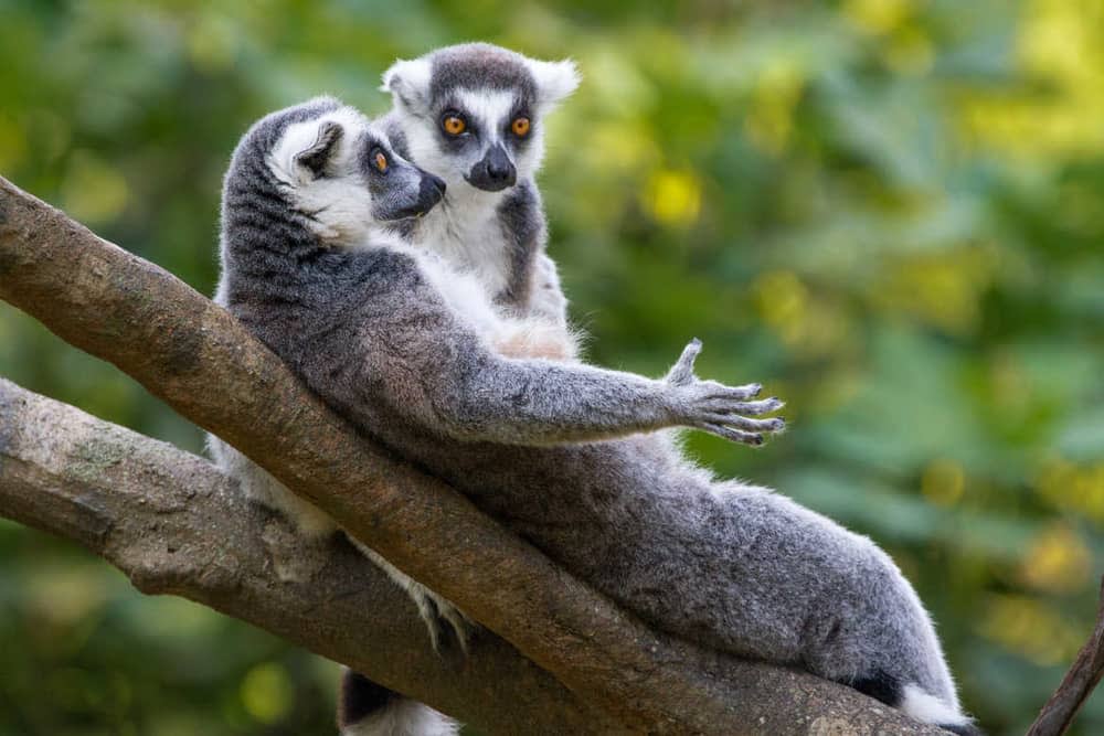 Lemur in Madagascar