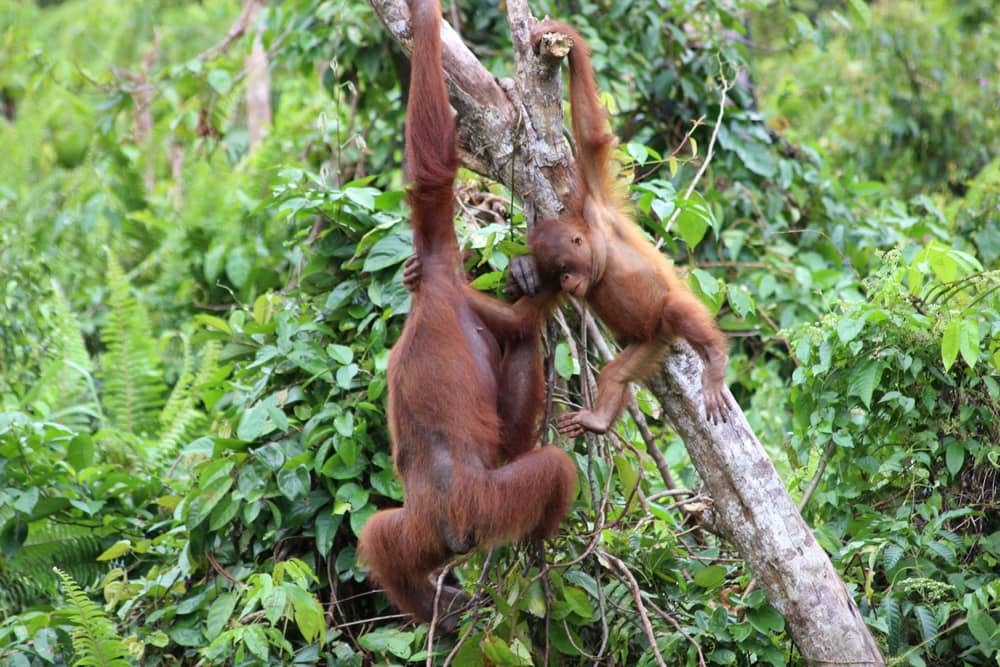 Orang-utans in Sumatra