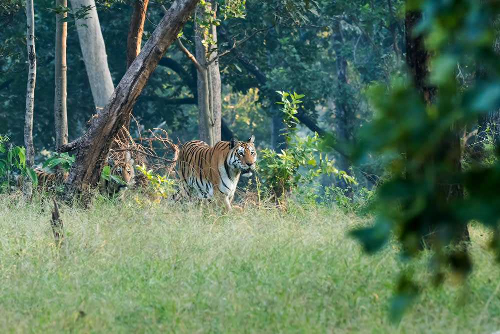 Pench National Park Tiger