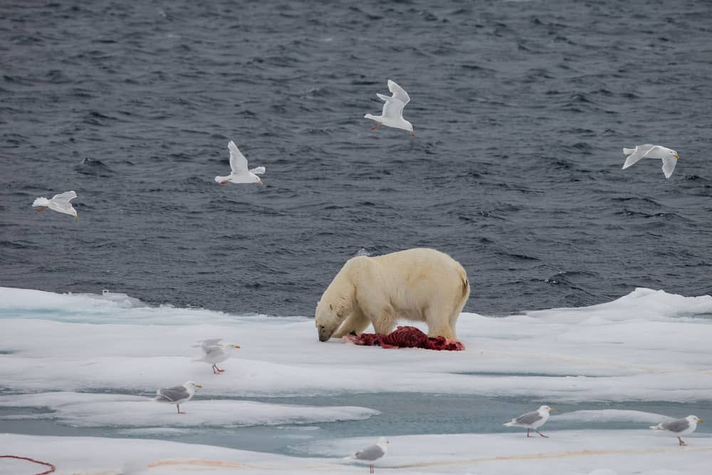 polar bears