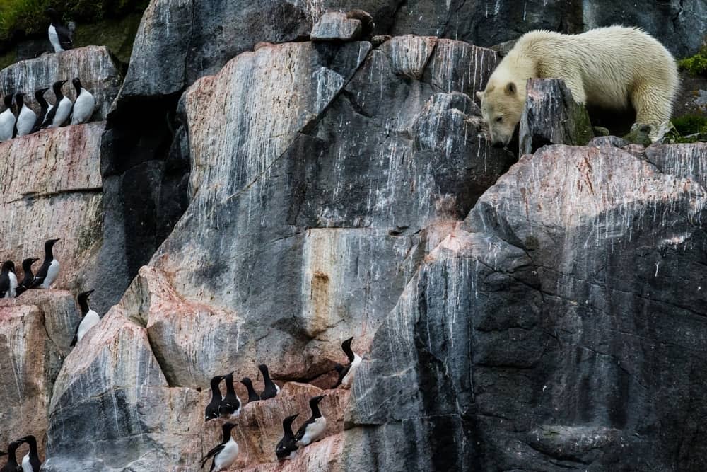Polar Bear on cliffs in Spitsbergen