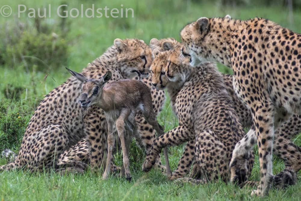 Cheetah family in the Masai Mara