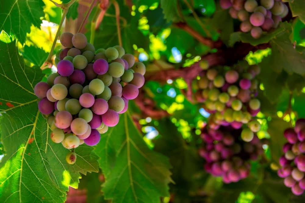 grapes in loire valley