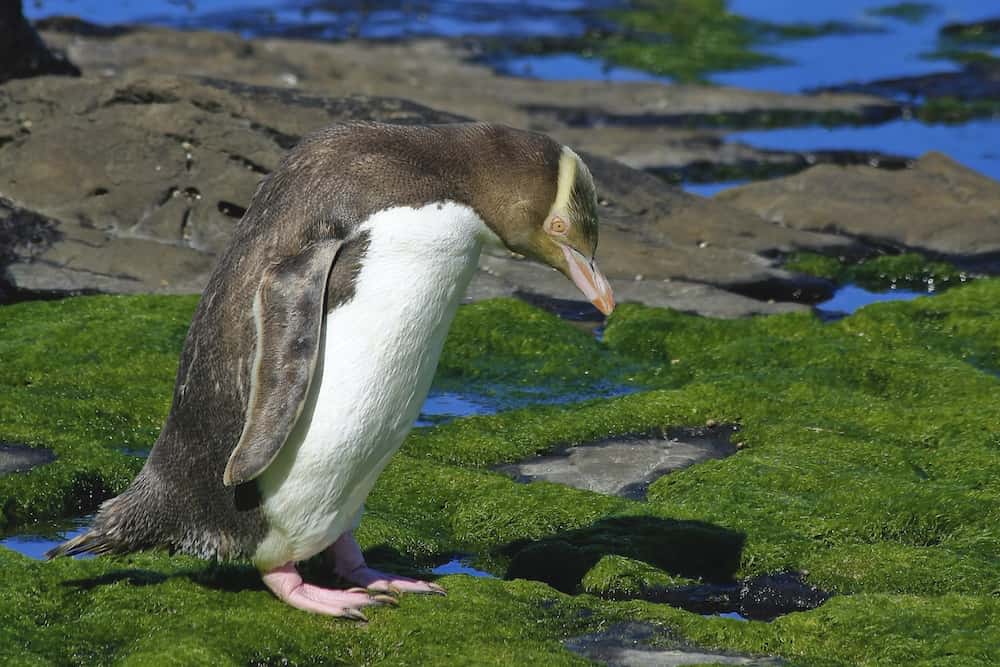 yellow eyed penguin