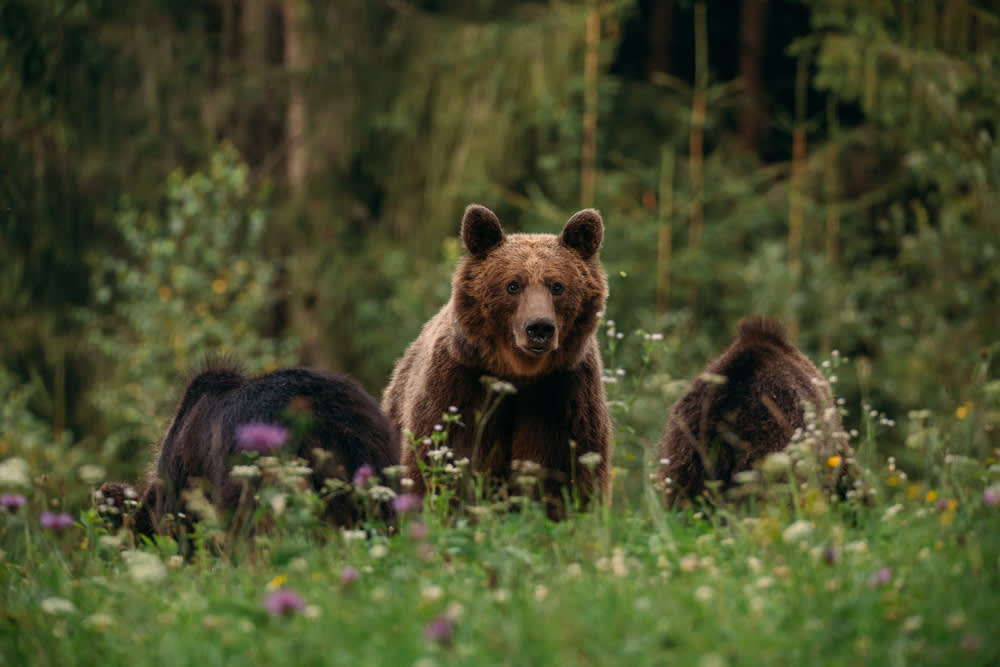 Five of The World’s Most Magnificent Animals To See In The Wild