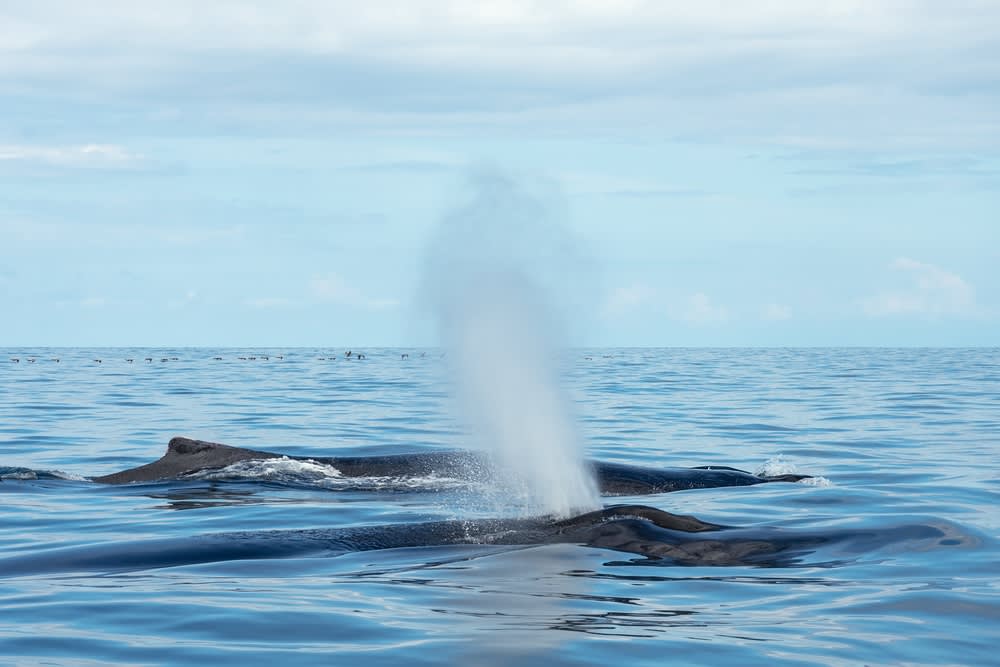 Five of The World’s Most Magnificent Animals To See In The Wild