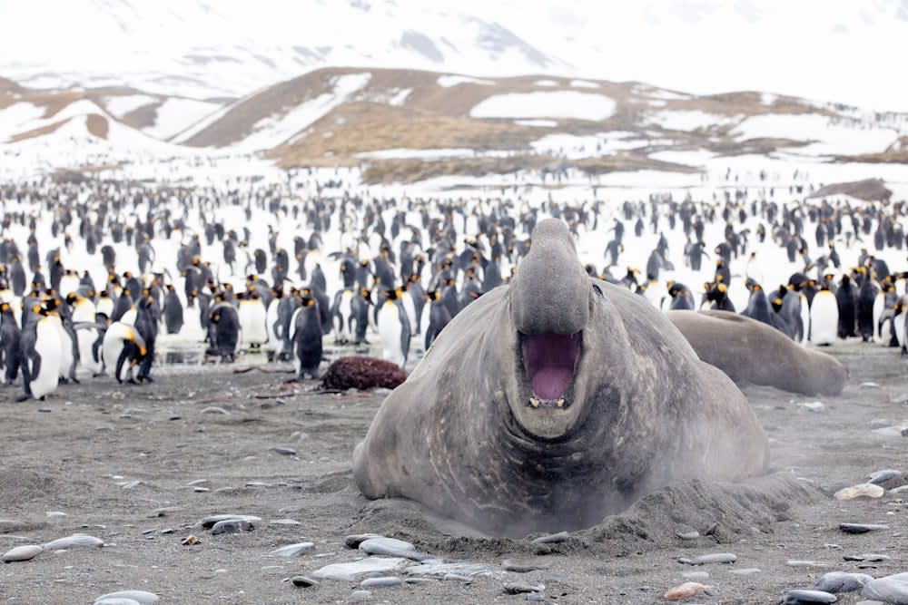 Wildlife