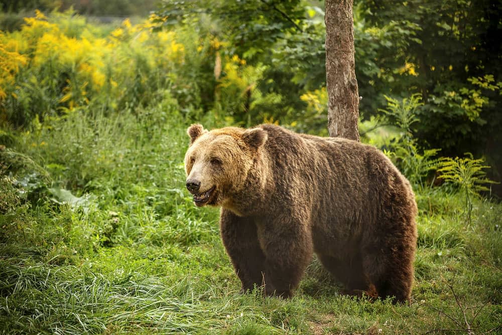 brown bear