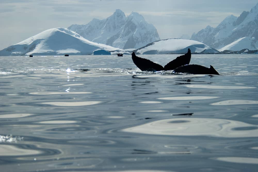 Whales in Antarctica