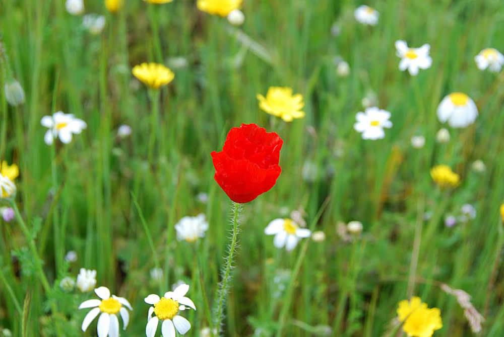 Wildflowers of Spain