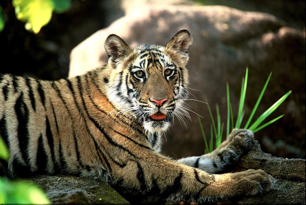 Young Bengal Tiger