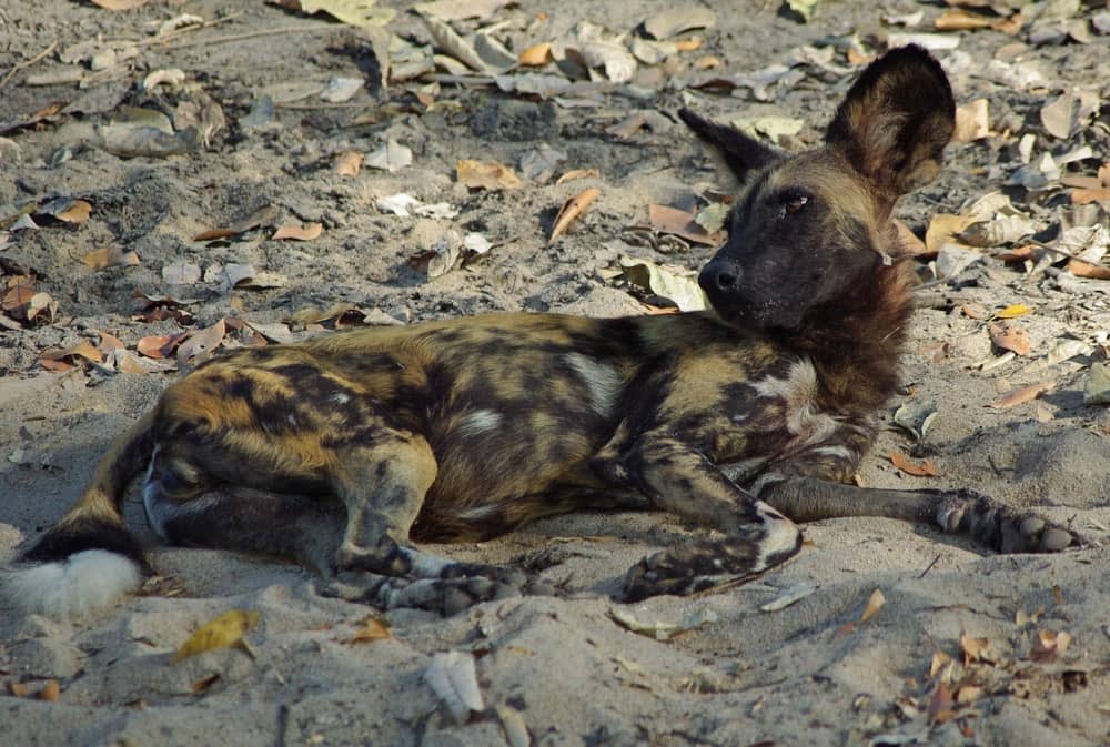 African wild dog