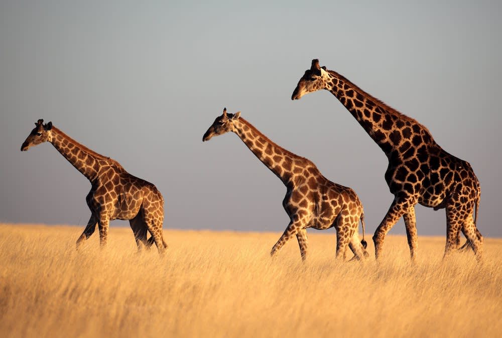 A tower of giraffes