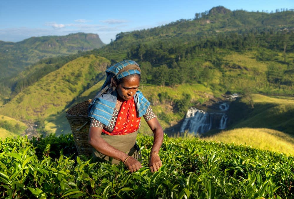 Tea picking in Sri Lanka