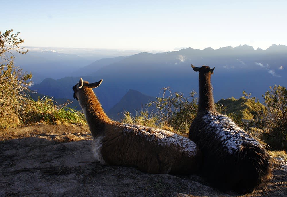 llamas on the inca trail