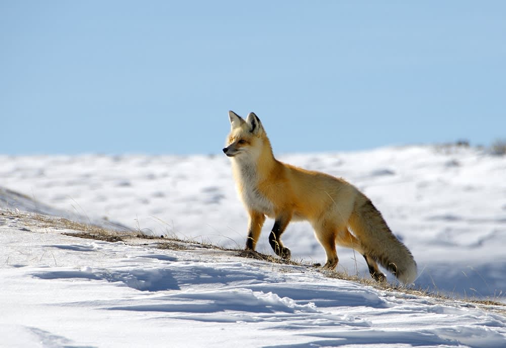 red fox