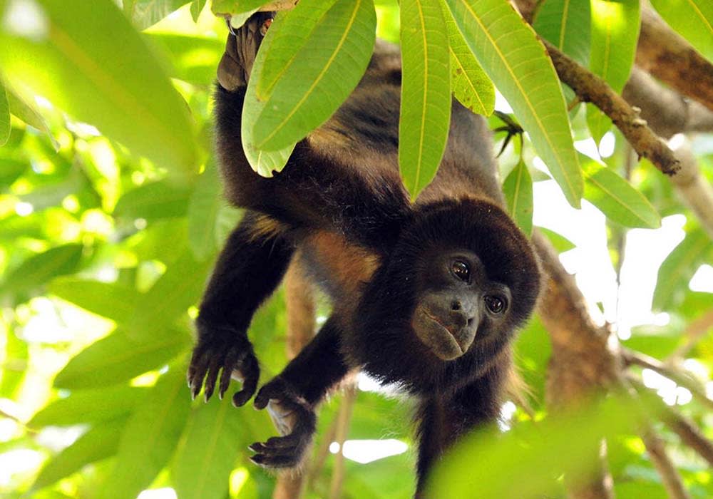 Monkey in Costa Rican rainforest