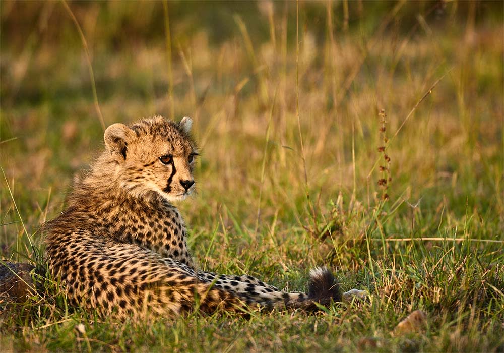 Wild Cat, Kenya