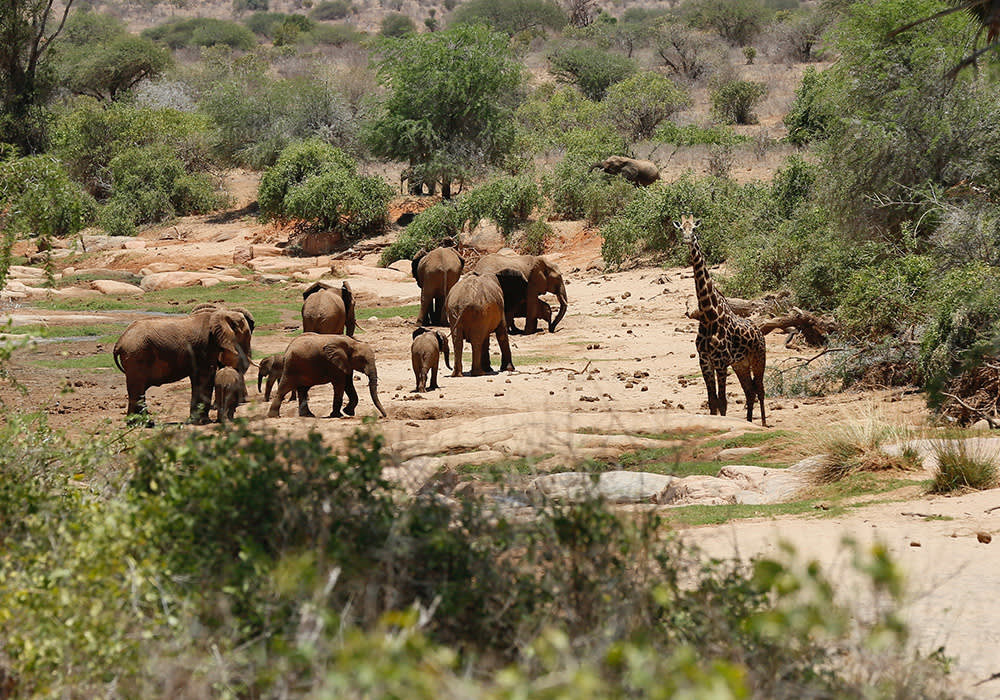 Elephants and giraffes in Kenya