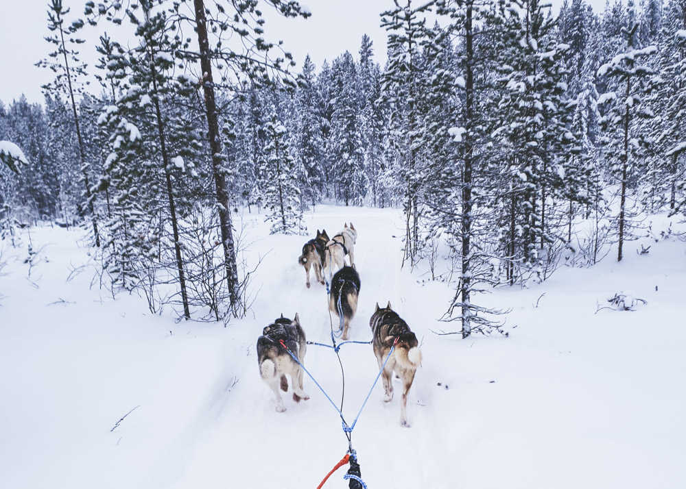 Husky sledding in the Finnish wilderness