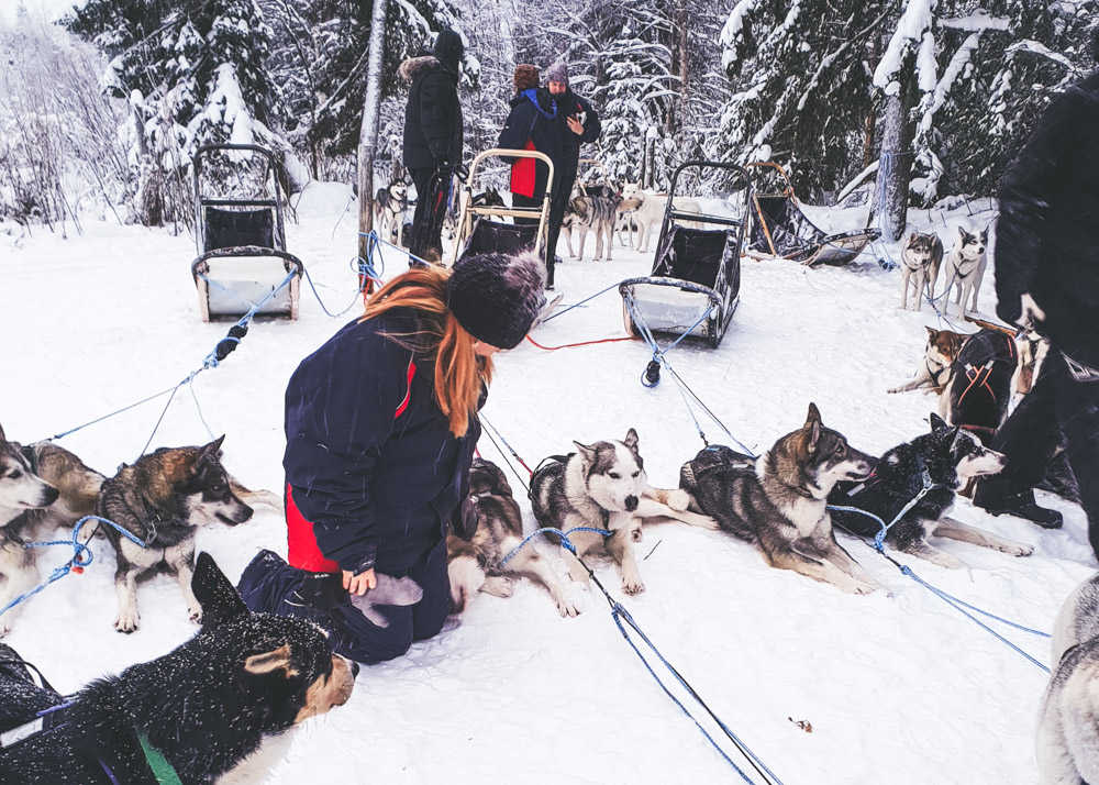 Husky sledding in Finland