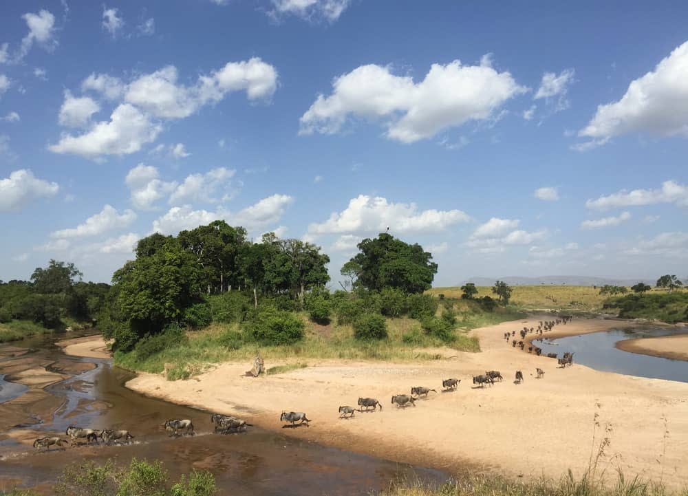 Wildebeest herds migrating into the Masai Mara (image by Caroline Barley)