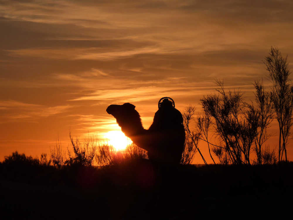 Camel trekking in the Sahara Desert