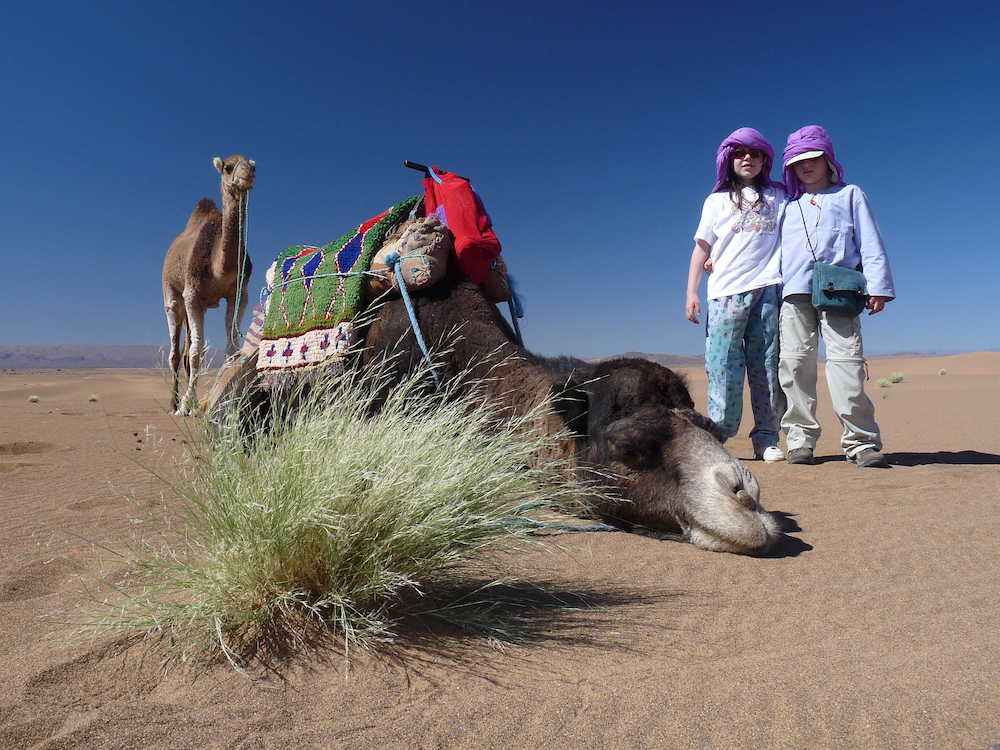 Camel in the Sahara Desert