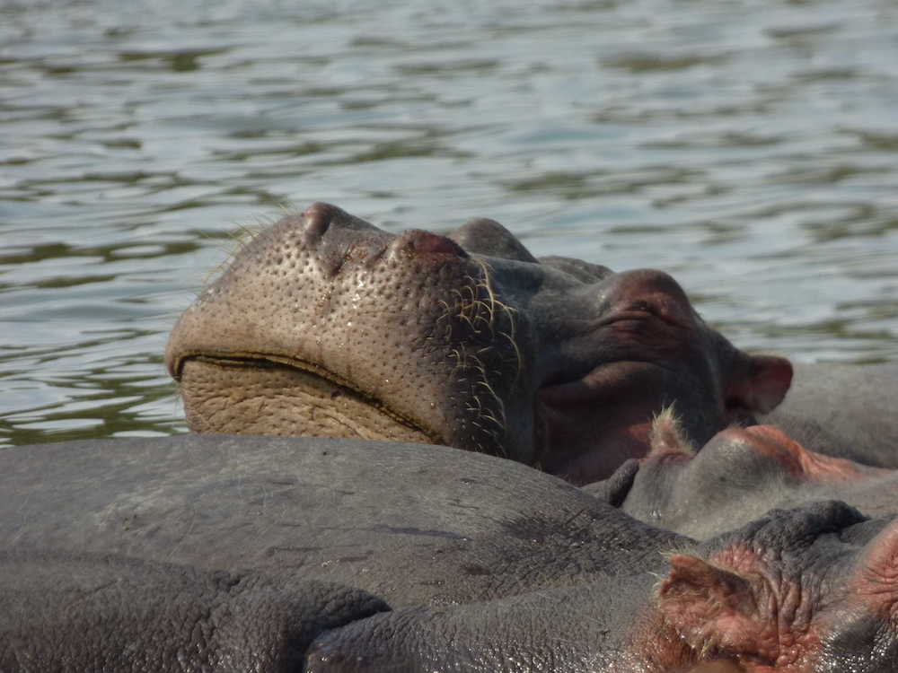 Hippos bathing in the water