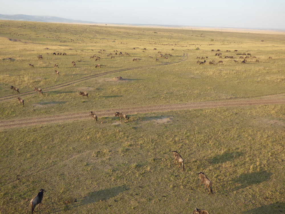 Wildebeast on the Masai Mara