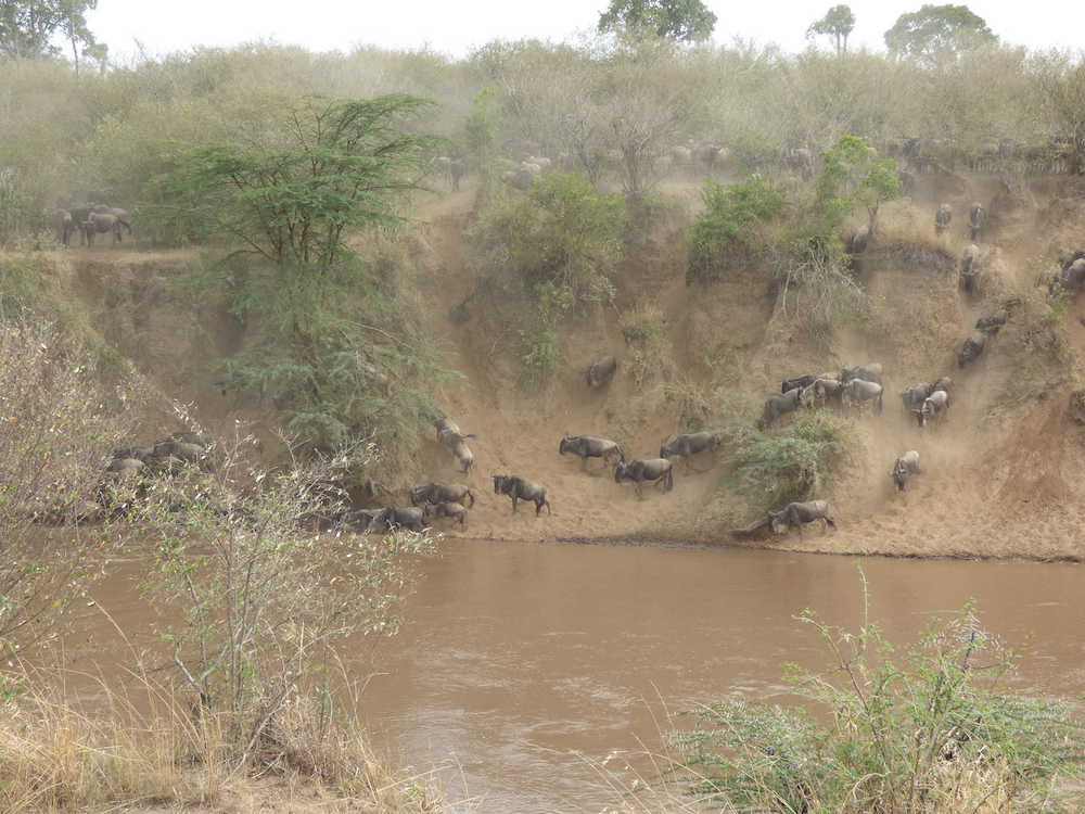 Watering hole at the Masai Mara