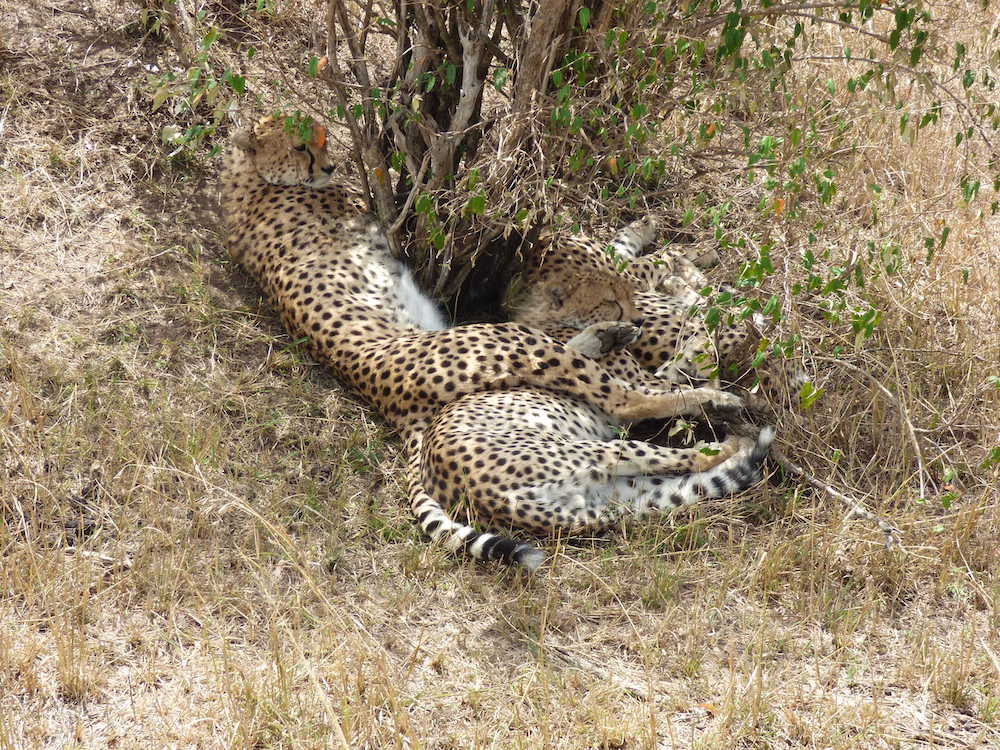 Cheetahs having a lie down