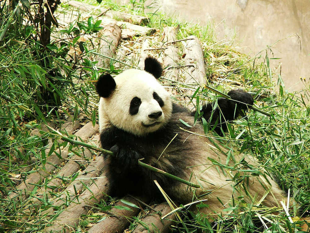 Panda lying in bamboo