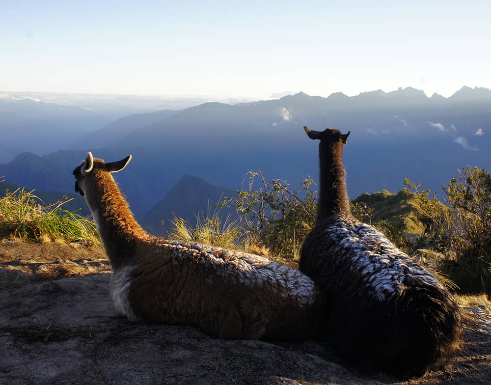 llamas on the inca trail